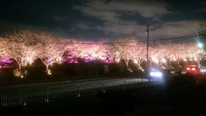 寝屋川打上桜ライトアップ大阪寝屋川質屋まるぜん